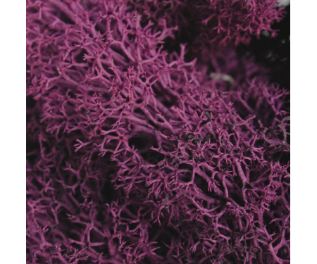 S64 50120